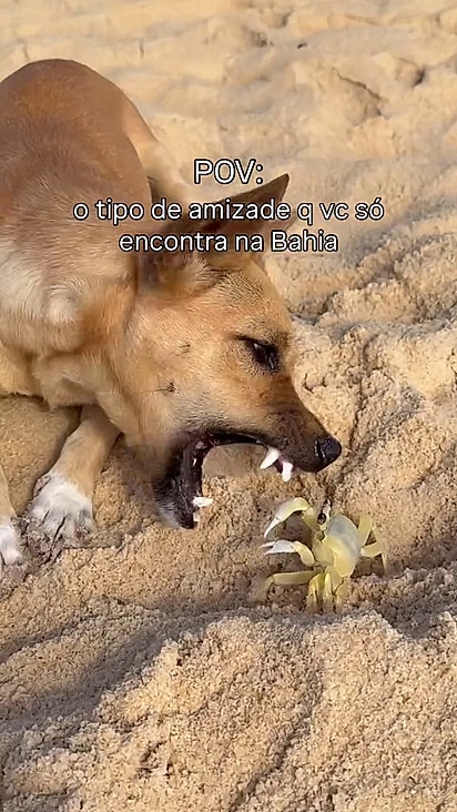 O caramelo e o siri roubaram a cena.