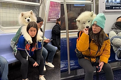 Parece um urso: Jovem fica famosa por viajar com seu cão fofo gigante na mochila e reação das pessoas chama atenção