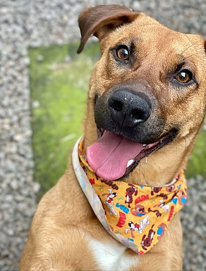 Scooby é um vira-lata caramelo muito carismático em busca do seu lar.