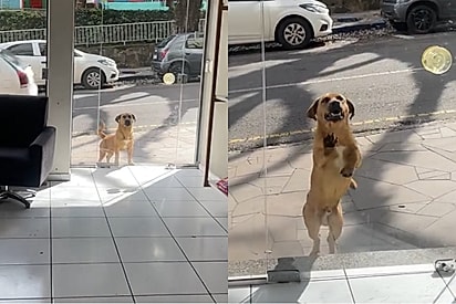 Vira-lata caramelo cansado da vida nas ruas ‘se autorresgata’ ao bater em porta de loja e agora busca seu lar para sempre.