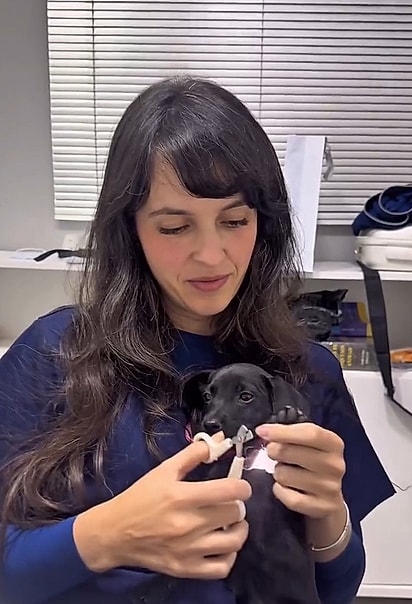 As cachorrinhas passaram por avaliação médica, estão sendo bem cuidadas e nunca mais sentirão a dor do abandono.