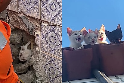 Bombeiros quebram parede para salvar filhote e influenciadora detalha saga com gatos de rua