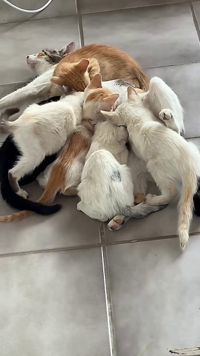 Beauty foi castrada e nunca mais sofrerá com constantes ninhadas. 