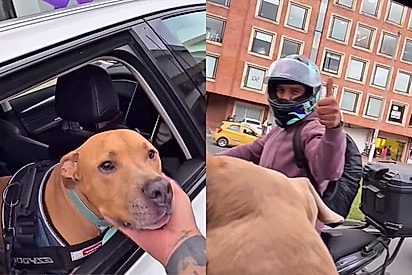 Pitbull vence o câncer e comove motoristas em celebração viral com buzinas e aplausos