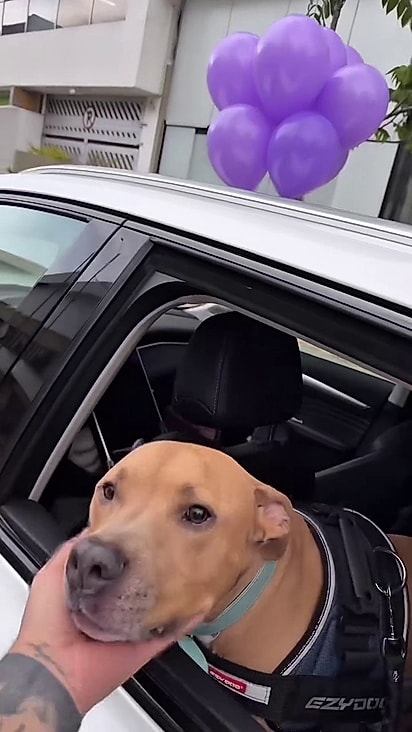 O cão foi ovacionado pelas ruas da Colômbia.