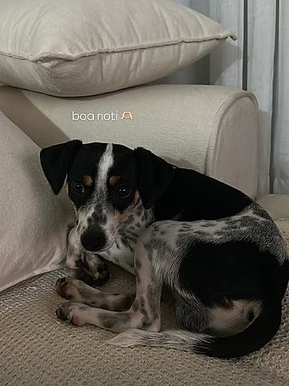 O cãozinho, já na casa nova.