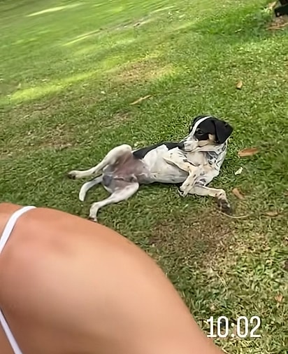 O cão escolheu o casal.