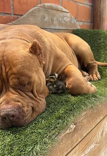 Jokker, um cão american bully enorme, aconchegado em Joice, uma filhote de marreco.
