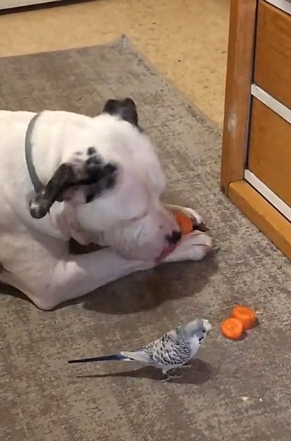 O cão cortou pedacinhos de cenoura para o periquito.