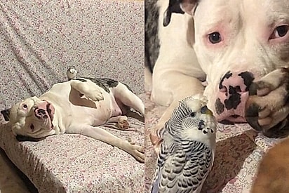 O pitbull virou melhor amigo da ave.