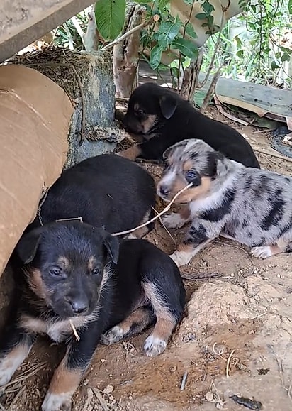 Os quatro filhotinhos ganharam um novo lar.