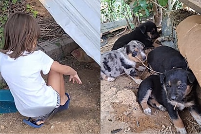 Menina de coração bondoso vê ninhada de cachorro na rua e implora: “Mãe, leva um pra mim?”