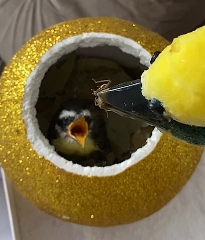 A mãe bem-te-vi dando um grilo para o filhote comer.