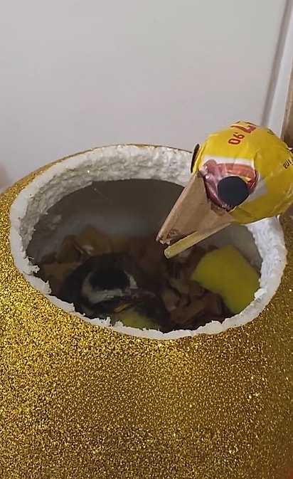 Paulo criou um ninho e uma mãe para o filhote de bem-te-vi.