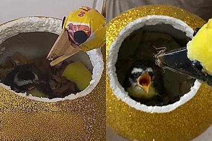 Após tempestade, homem encontra filhote de bem-te-vi indefeso e assume o papel de ‘mãe’ com ajuda de fantoche