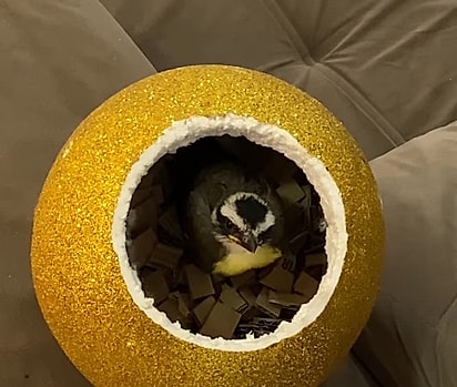 Enzo Bentivi em seu ninho improvisado.