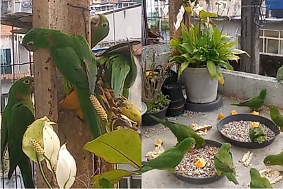 Diariamente, homem recebe cerca de 30 maritacas para café da manhã em seu quintal.