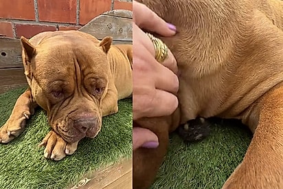 American bully adota pequena marreca a esconde entre suas dobrinhas 