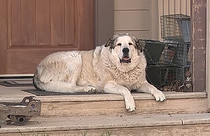 Durante patrulha de rotina, cachorro encontra e guia menino de 2 anos que andou 11 km sozinho em área com pumas e cânions 