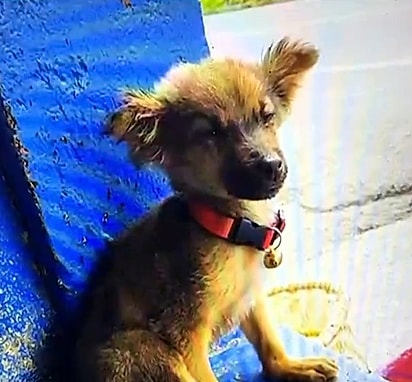 Hachi, quando era filhote. 