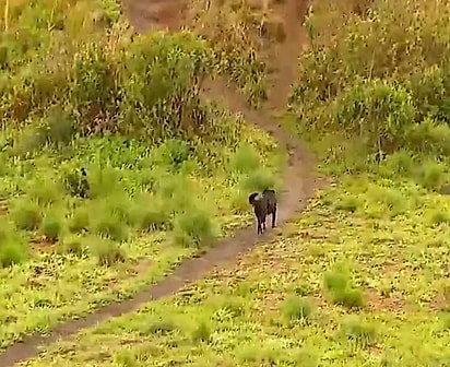 Alguns cães aparecem diariamente para acompanhar os visitantes.