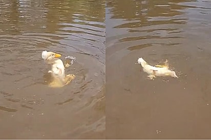 Homem fica incrédulo ao ver que seu marreco não sabe nadar: “Gente, o que é isso? Não sabe nadar, não?”