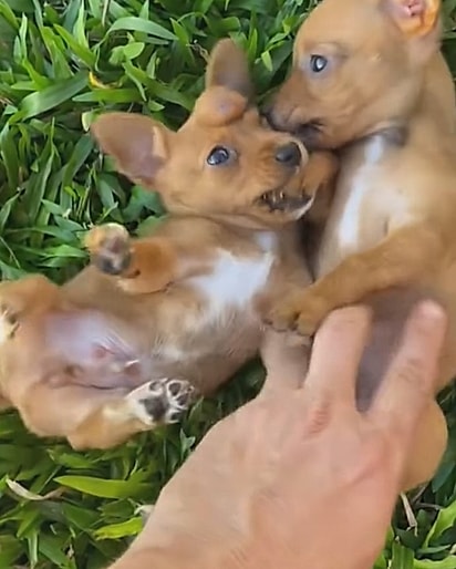 As previsões não eram animadoras, mas Marcio não desistiu dos filhotes.