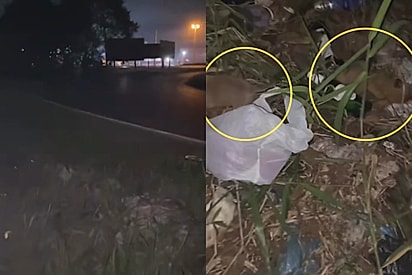 Mel e Bolota foram descartados em uma rodovia, ainda filhotes.