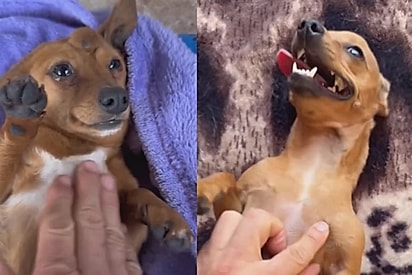 Mel e Bolota viveram três anos plenamente.