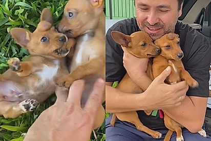 Filhotes resgatados com hidrocefalia vivem três anos cheios de amor ao lado de protetor que acreditou neles