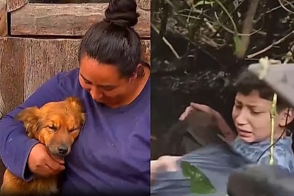 ‘Não saiu do lado dele’: Durante três dias cão herói protege menino perdido em morro e o mantém aquecido até o resgate