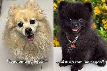 Na trend da ‘galega e sarará’, tutores mostram como a mistura dos pets pode surpreender.