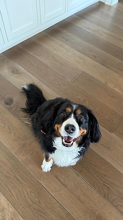 Ruby, uma cadela da raça Boiadeiro de Berna.