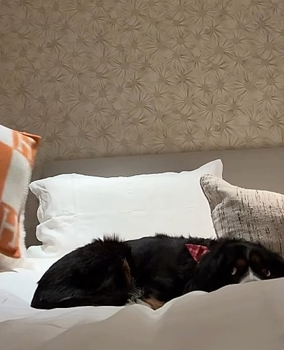 A tutora descobriu que Ruby dorme 18 horas por dia.