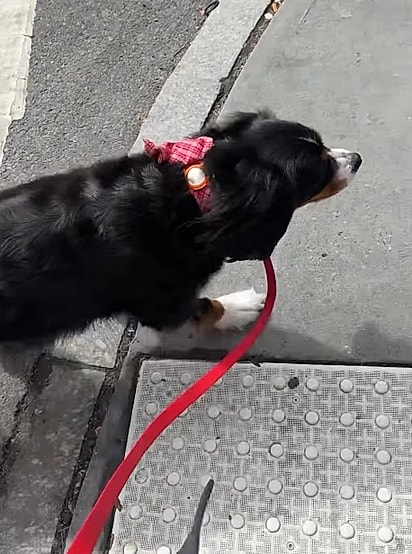 Cadela Ruby passeando.