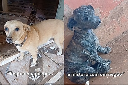 Tutora mostra seu filhote na trend ‘galega e sarará’ e internauta reage: ‘Não tem como superar’.