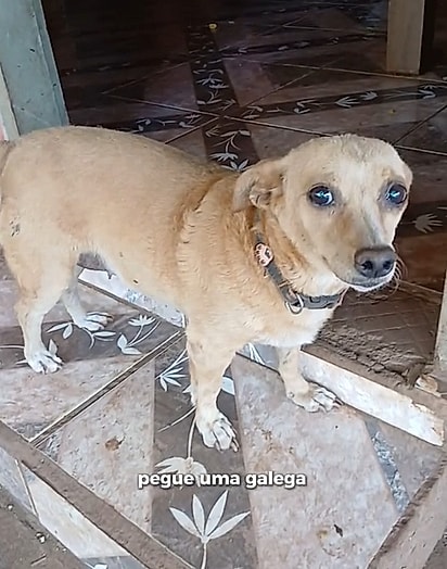 A galeguinha caramelo que inicia a trend.