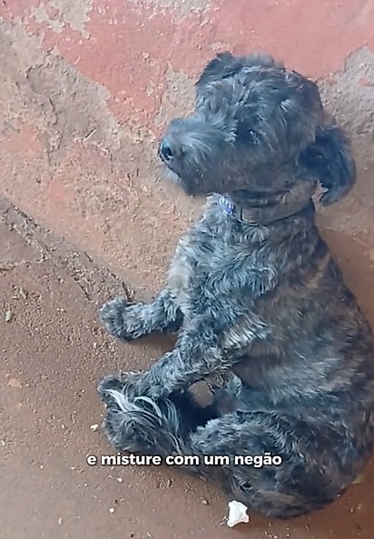 O pretinho encaracolado que completa a mistura.