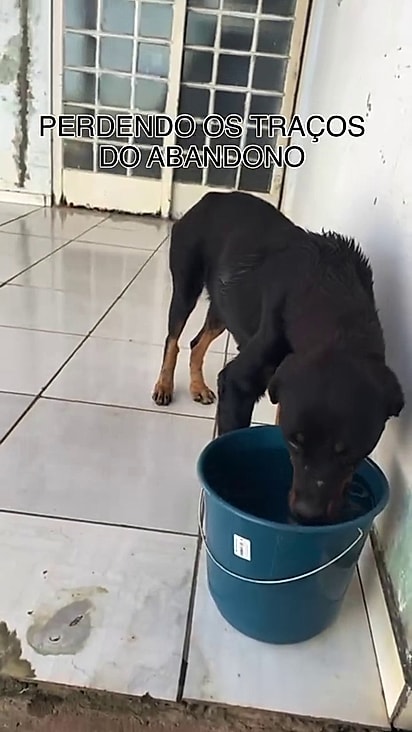 Hoje em dia ela apenas protege a família mas já não sente medo de humanos.