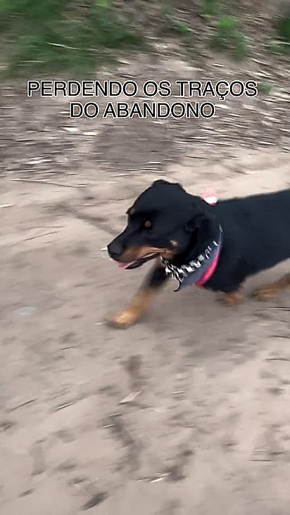 Ravena foi adotada e ganhou um lar.