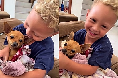 Menino tenta fazer cão pinscher dormir mas pet não gosta da canção e reação viraliza