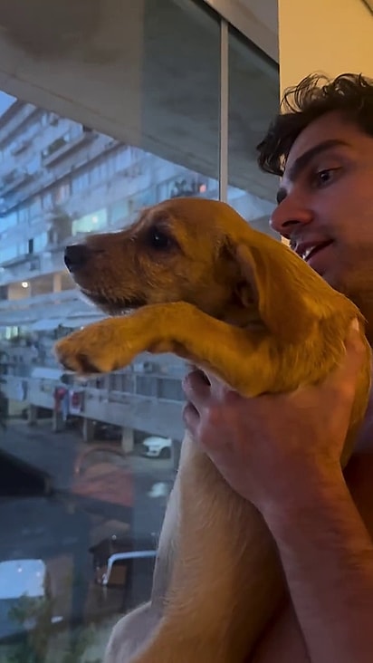 A cachorrinha foi resgatada e agora ganhou um lar.