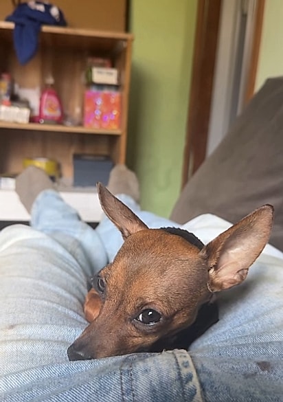 Isadora deitada no colo do tutor.