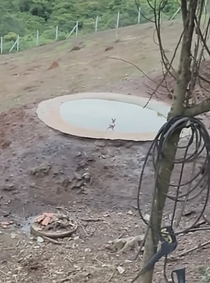 A cachorrinha voou para dentro da água.