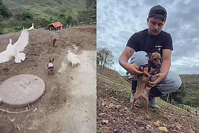 Volta aqui Isadora: Tutor entra em desespero após sua pinsher transformar sítio tranquilo em caos 