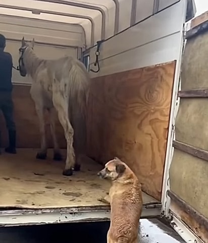 Ami, a cadela, não queria deixar a amiga para trás. 