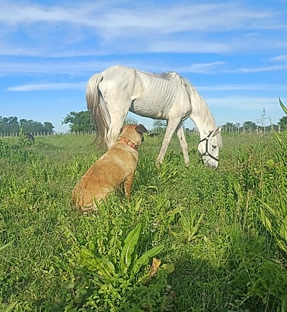 Ami nunca abandonou sua melhor amiga. 