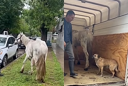 Amiga leal: Equipe chega para resgatar égua em situação triste mas cachorrinha vira-lata não a deixa ir sozinha 