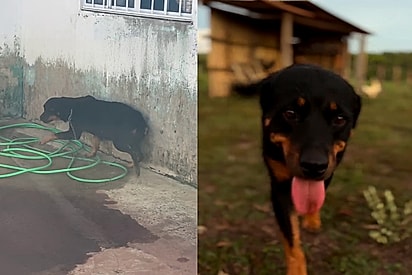 Perdendo os traços do abandono: Rottweiller só andava arqueado com o rabinho entre as pernas, recebe amor transformação emociona