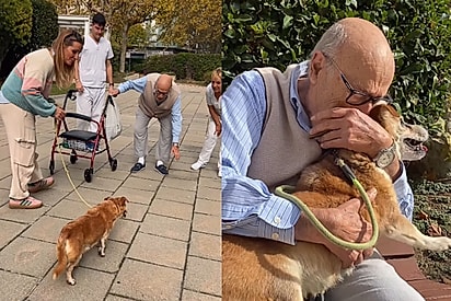 Idoso é despejado e separado de seu cãozinho, mas reencontro emocionante devolve sentido à vida dos dois